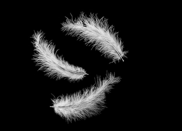 Three flying real natural swan feathers isolated on black