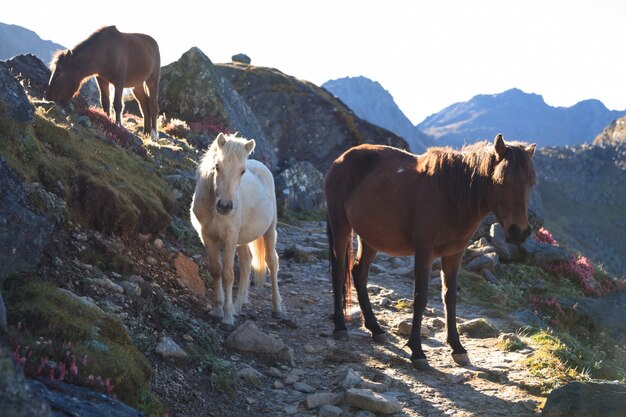 Three free small horses among stones, grass and flowers at highlands of Nepal