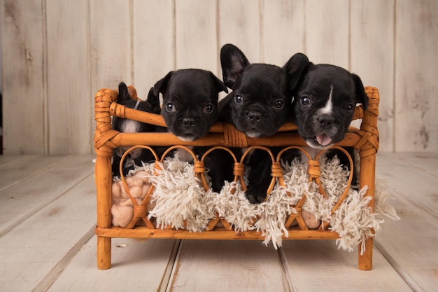 Three french bulldogs in a wooden bed