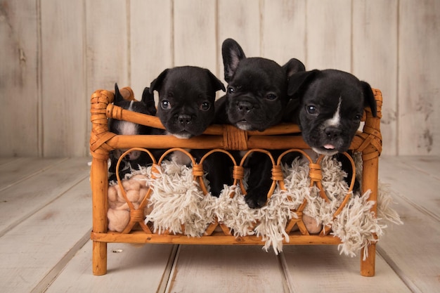 Three french bulldogs in a wooden crate