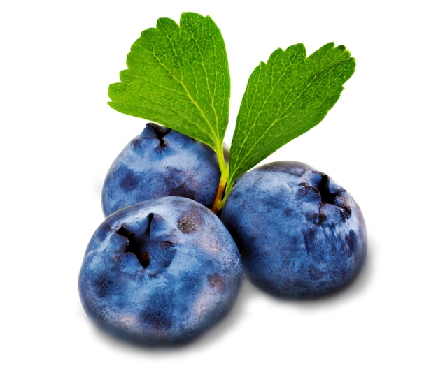Three fresh blueberry isolated on white background.