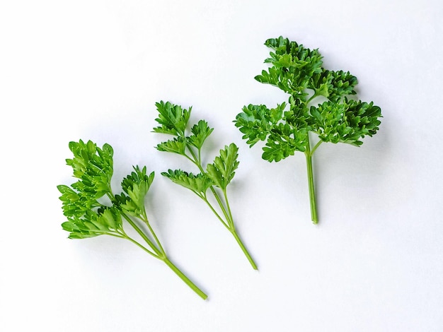 three fresh green sprigs of parsley isolated on white background