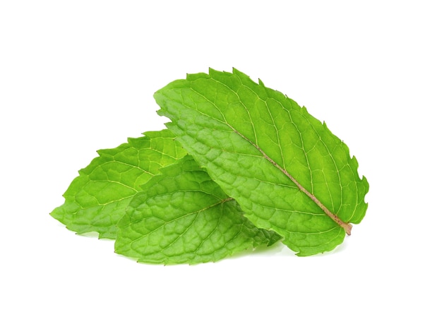 Three fresh mint leaves isolated on white background.