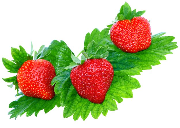 Three fresh strawberries. Isolated over white