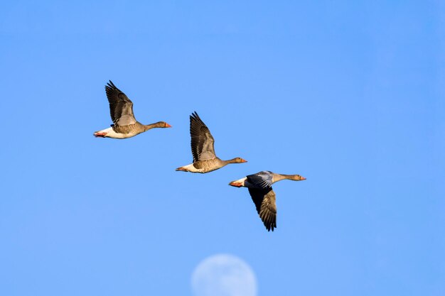 Three geese flying over the moon as the sun sets