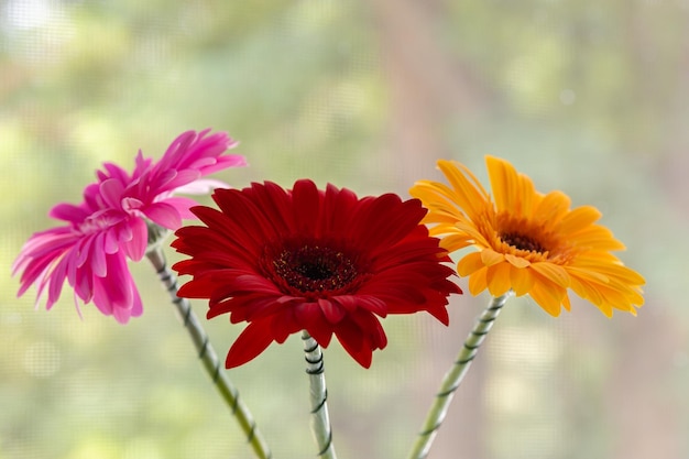 Three gerbera flowers against the window