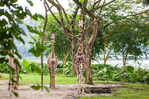 Three giraffes standing