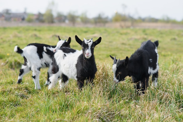 Three goat kids grazing on meadow, wide angle close photo with backlight sun.