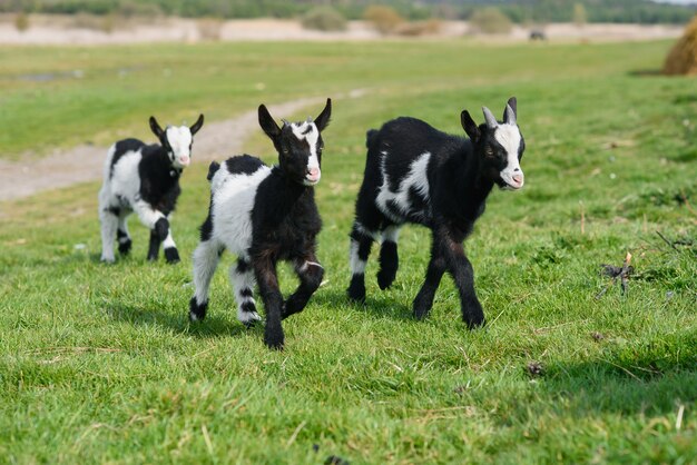 Three goat kids grazing on meadow