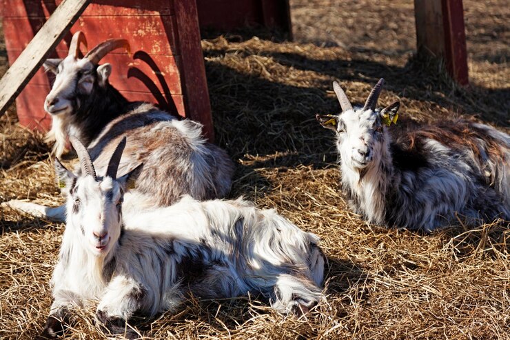 Photo three goats lie and sunbathe