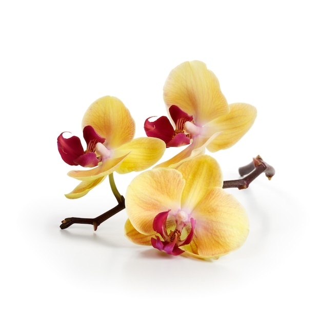 Tre fiori di orchidea d'oro con stelo su sfondo bianco