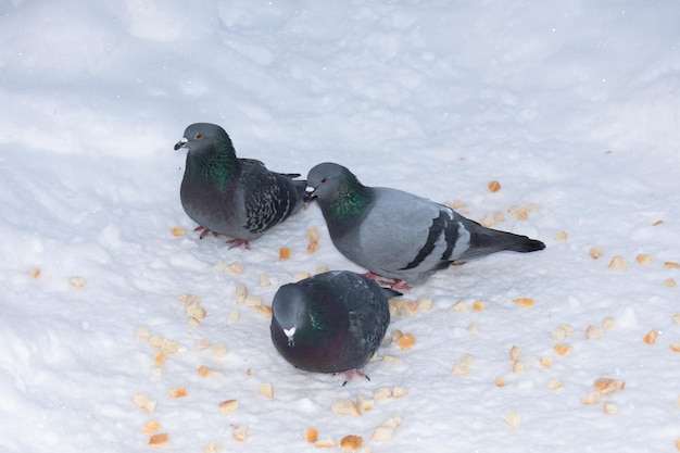 Three gray doves pecking bread crumbs in snow