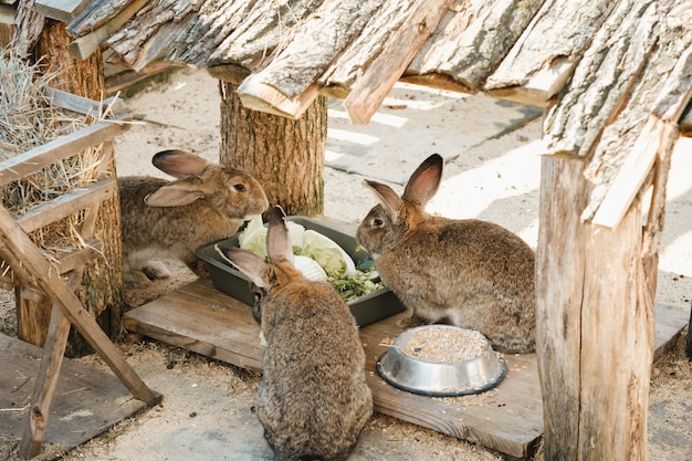 Three gray rabbits eat together from a plate in the fresh air