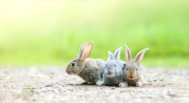 写真 岩が多い日当たりの良い道に 3 つの灰色のウサギ