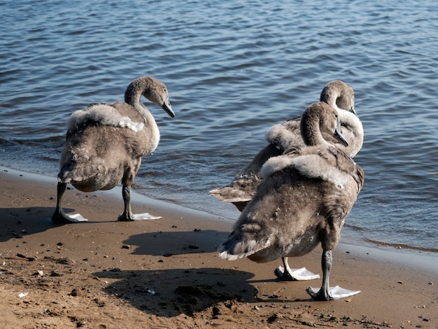Three gray swan cubs on the waterfront