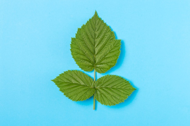 Three green leaves on blue