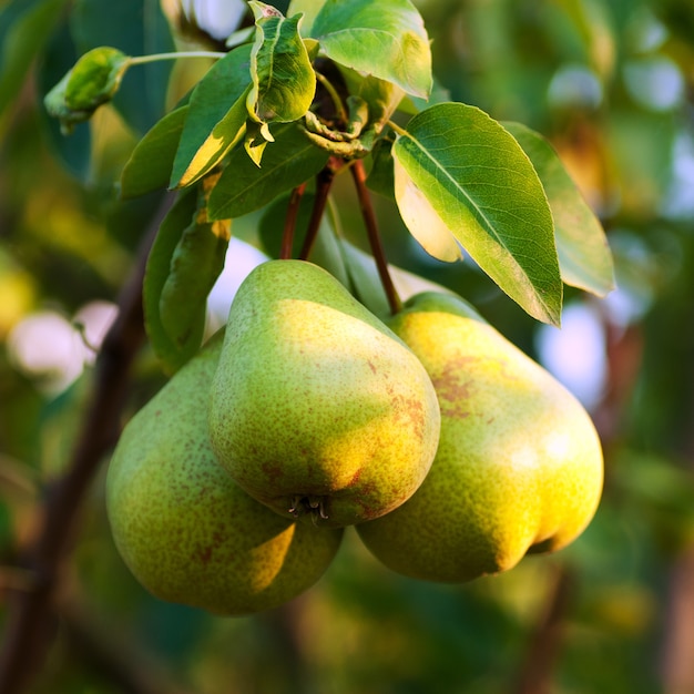 Three green pears with leafs on the branch