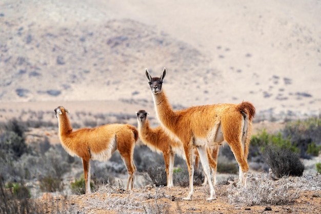 Three guanacos or lama guanicoe in the desert of Chile