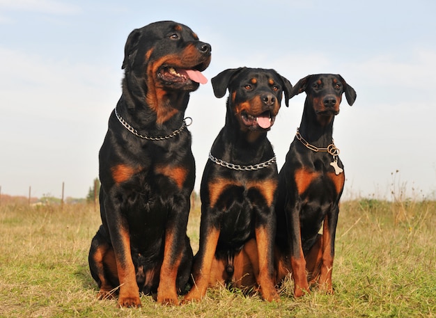 Tre cani da guardia