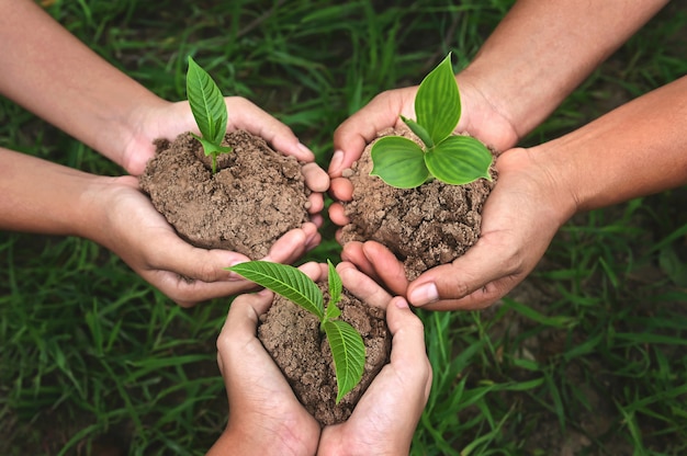 Three hand group holding small tree growing on dirt with green grass background. eco earth day concept