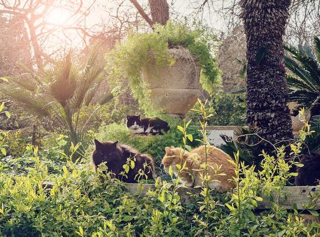 Tre gatti senzatetto che vivono nel parco pubblico