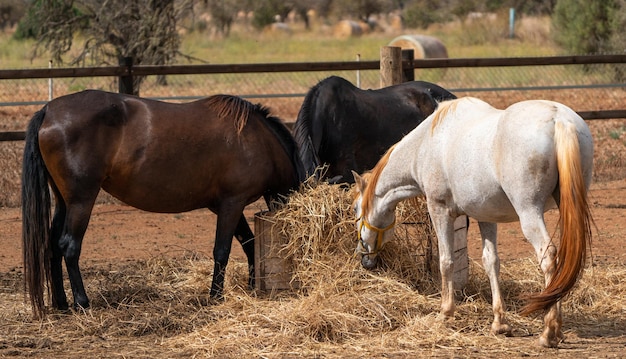 Three horses eating straw in a farm