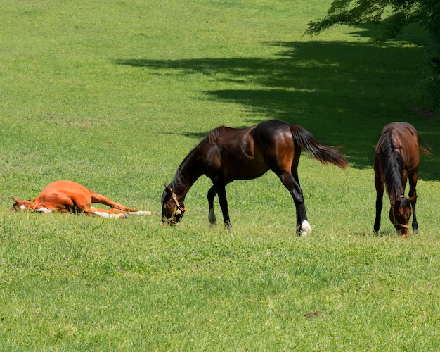 緑の牧草地で3頭の馬