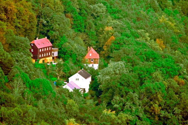 Three houses set among dense forest