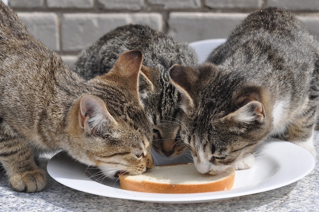 テーブルの上で白パンとバターを食べる3匹の空腹の猫