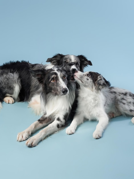 Photo three identical dogs together black and white marble on a blue background border collie family