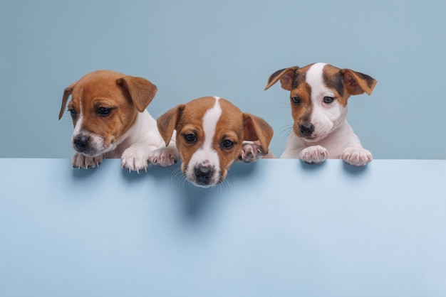 Three jack russell puppies closeup on an isolated blue background