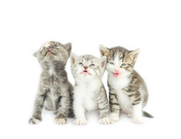 세 새끼 고양이 앉아서 흰색 배경에 고립 된 호기심을 찾습니다
