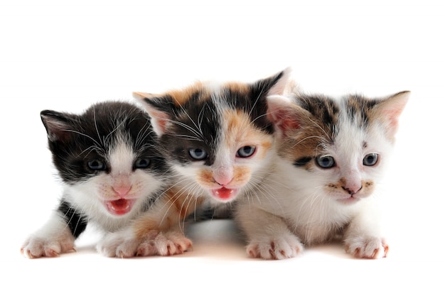 Three kitten