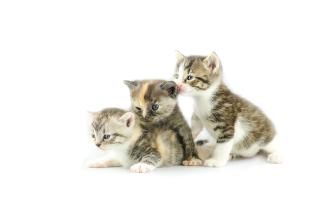 Three kittens isolated on a white background look in different directions