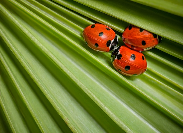 Photo three ladybirds sleeping on a leaf