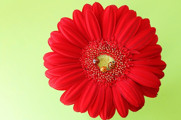 three ladybugs on a bright red gerbera closeup On a light green background 