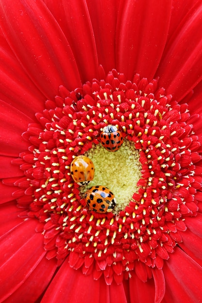 three ladybugs on a bright red gerbera closeup