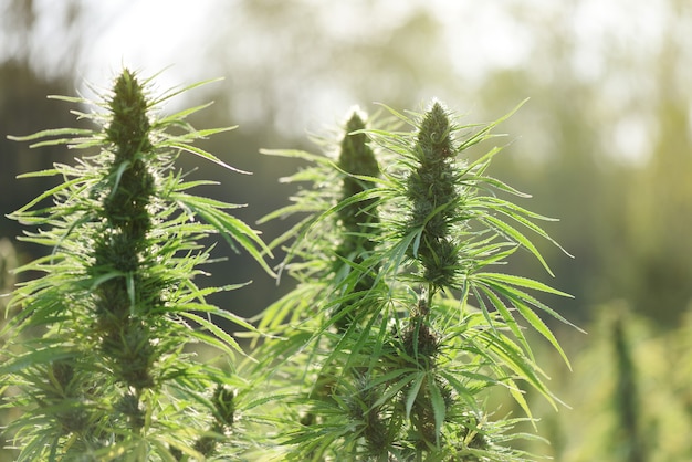 Three large CBD plants, blooming in outdoor plantation at sunset