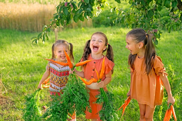 Фото Три смеющиеся веселые девушки вытащили в саду кучу свежей спелой моркови