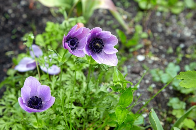 Three lilac poppy buds with dew drops on the garden bed