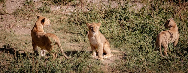 Tre cuccioli di leone. uno si siede e guarda la telecamera. gli altri due stanno ai lati, schierati da dietro.