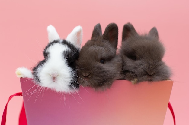 Three little adorable baby rabbits on pink background