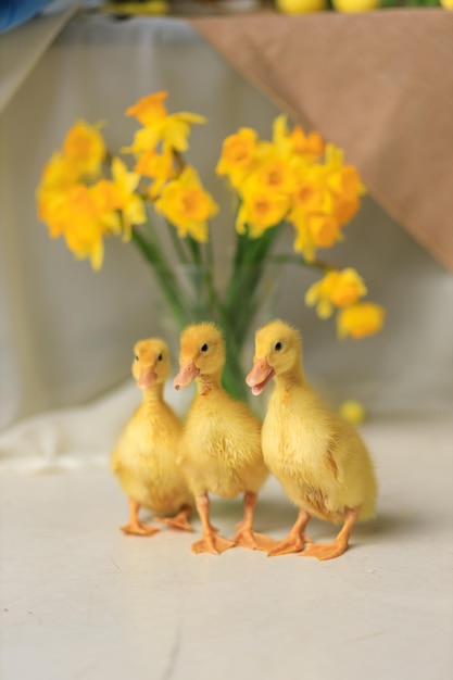 Three little cute ducks postcard with animals for easter