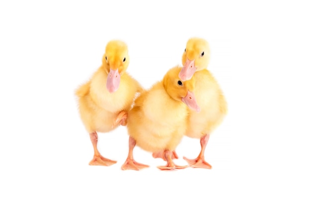 Three little ducklings huddled together on a white background.