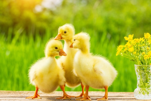 Three little fluffy yellow Gosling on nature background