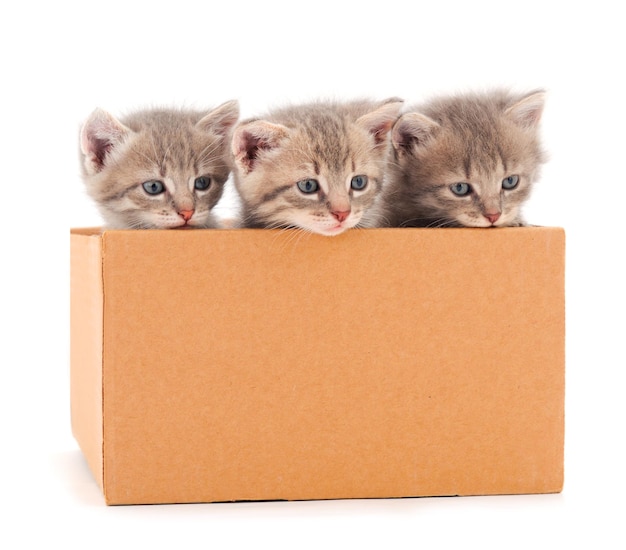 Three little gray cats in cardboard box