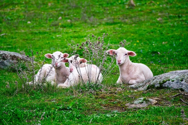 Three little lambs lying on a green meadow