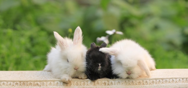 Photo three little rabbits in nature in summer