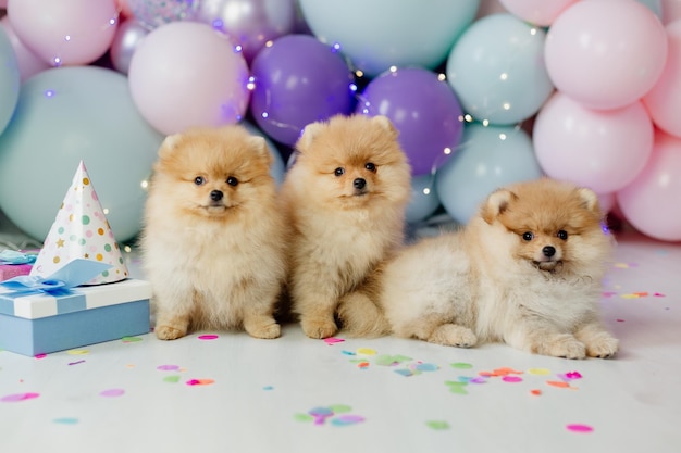 Three little red furry pomeranians sitting on a background of balloons