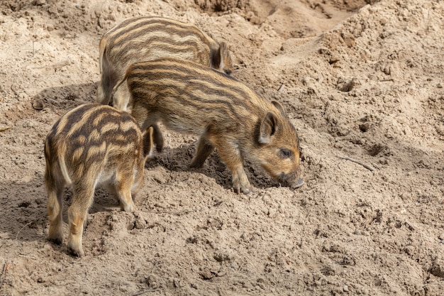 写真 3つの小さなイノシシの子豚が地面を掘る
